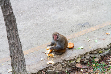 贵州贵阳黔灵山公园猕猴吃面包