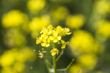 油菜花