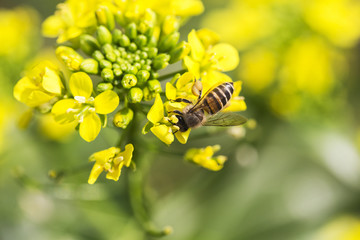 蜜蜂采蜜