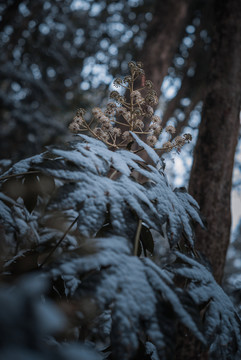 九溪雪景