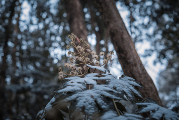 九溪雪景