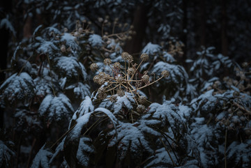 九溪雪景