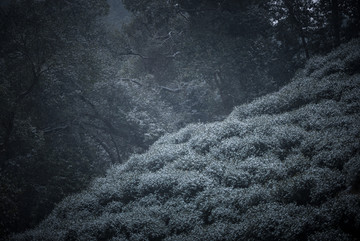 九溪茶园雪景