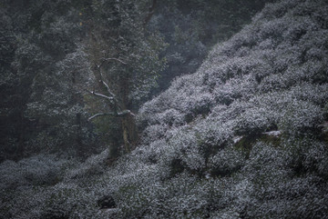 九溪茶园雪景