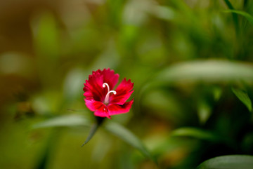红色石竹花