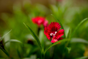 红色石竹花