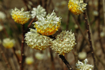 结香花