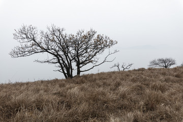 高山上的枯树