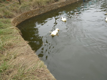 田园田野