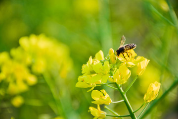 油菜花