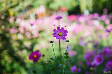 格桑花