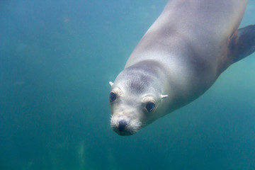 海狮