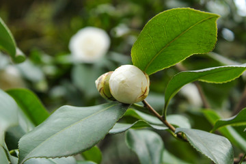 山茶花