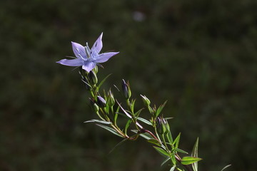 紫色五星花