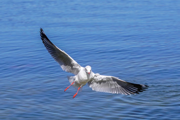 洱海海鸥