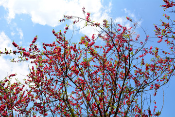 桃花花卉