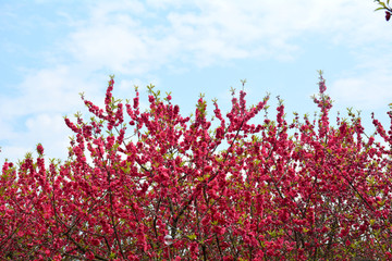 桃花桃树