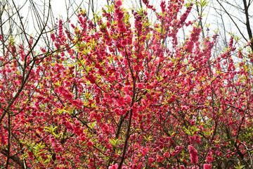 桃花桃树