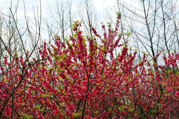 桃花桃树