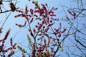 桃花桃树