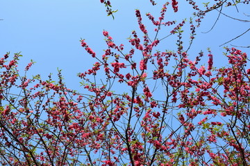 桃花桃树