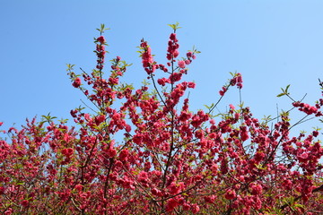 桃花桃树