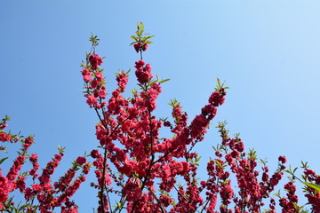 桃花花卉