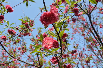 桃花桃树