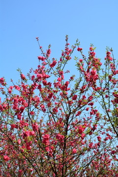 桃花桃树