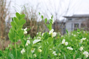 豌豆花