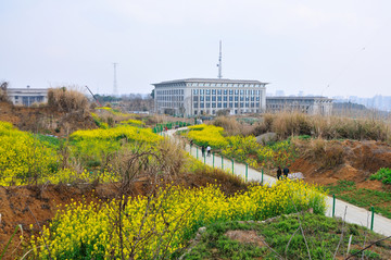 油菜花