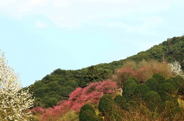 梅花春天树林