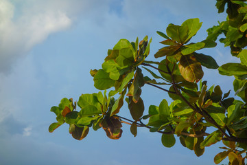 芭东海滩