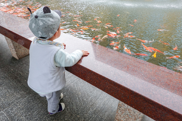 小孩站在池塘边看锦鲤