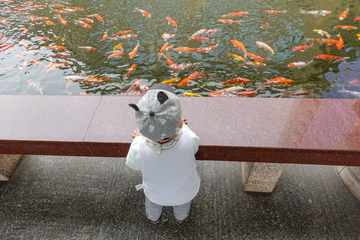 小孩站在池塘边看锦鲤