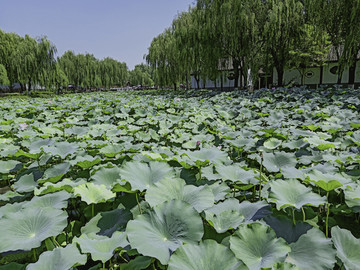 夏天的荷塘