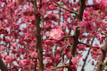 红梅花