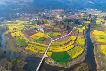 2019凤来镇菜花