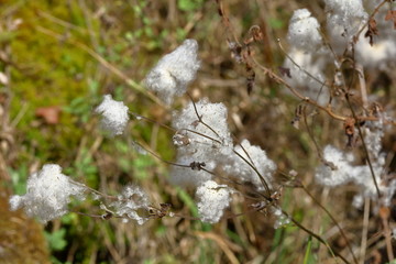 野棉花