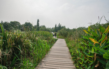 西溪湿地