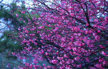 梅花背景素材