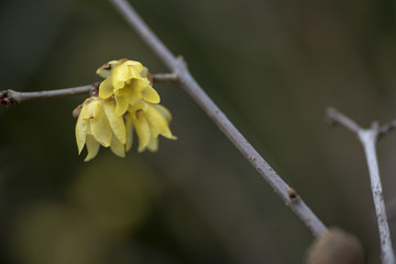 腊梅花