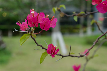 叶子花