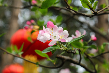 海棠花