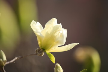 黄色玉兰花