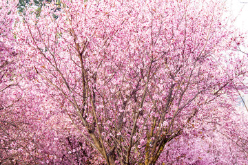 桃花林