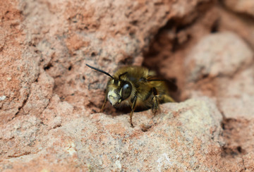 黄蜂蜜蜂蜂巢