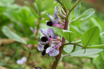 蔬菜植物蚕豆花