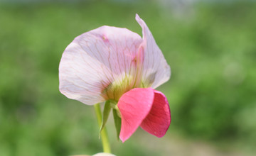 豌豆花蔬菜