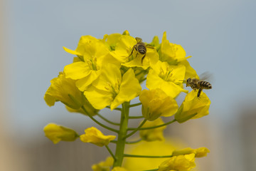 蜜蜂采油菜花蜜